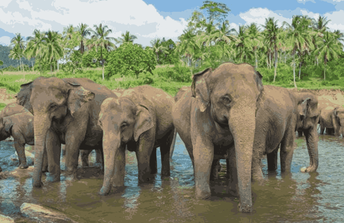 Sri Lanka Cultural Tour for Families